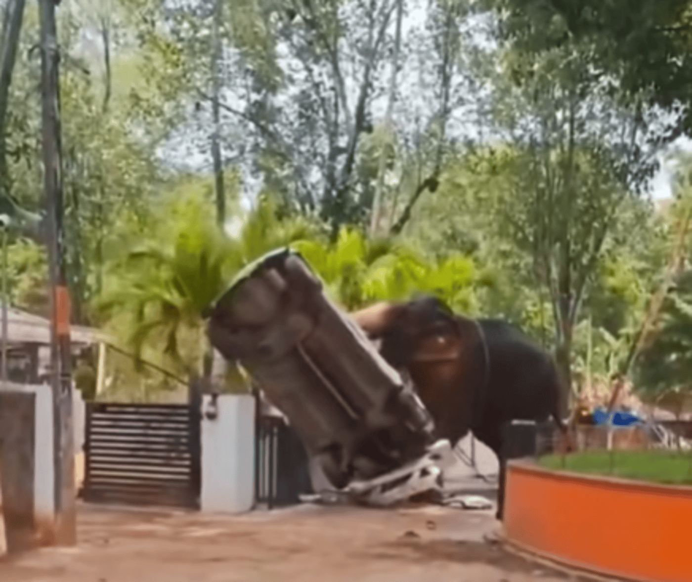 Rampaging elephant kills driver in India — Should elephants still be used?